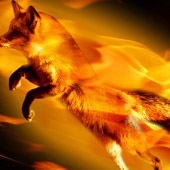 firefox